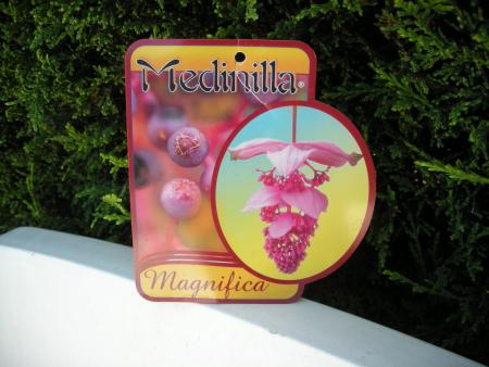 La fleur belle et �trange